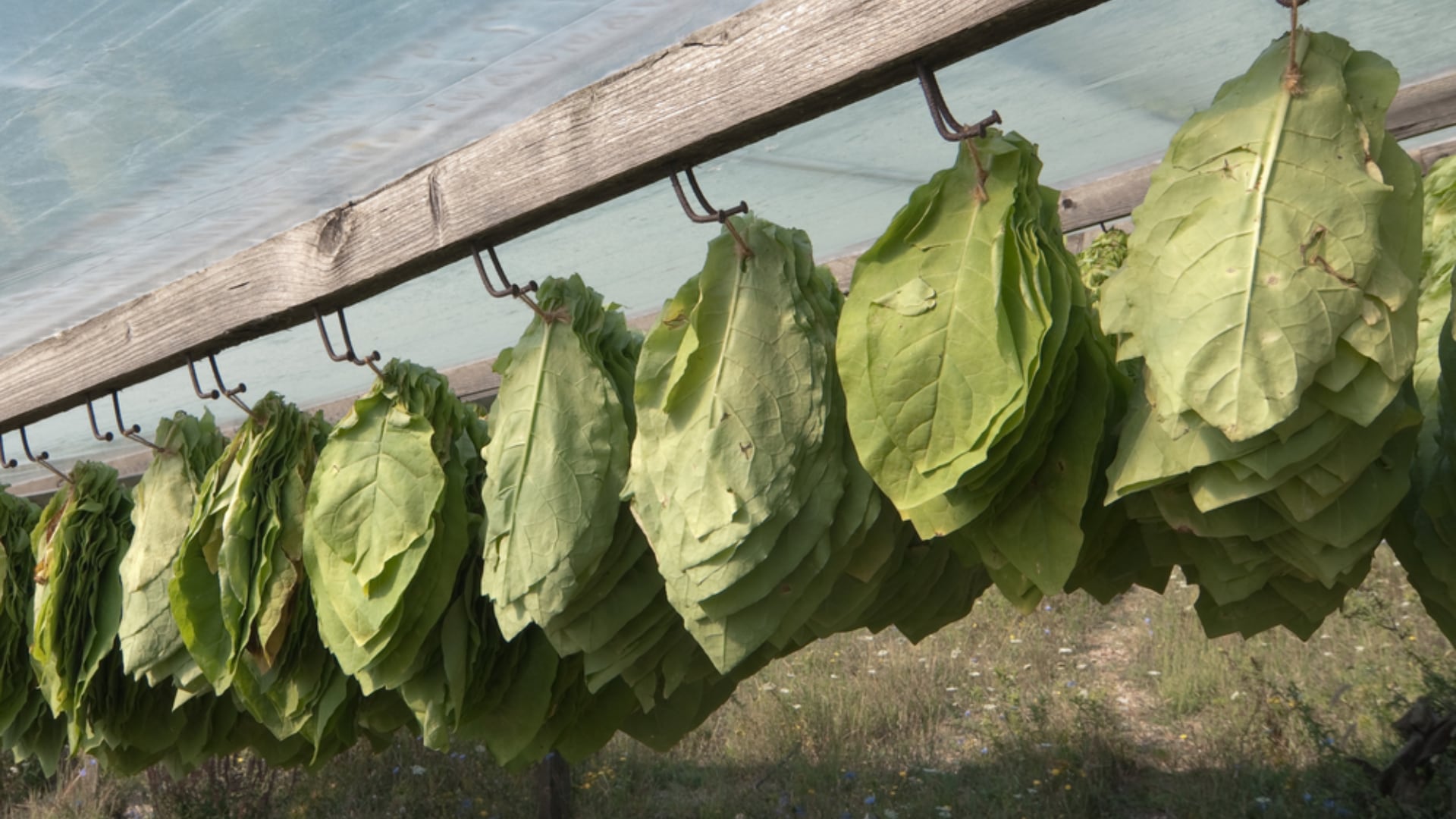 Tobacco processing odour measurement